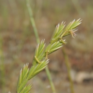 Lolium perenne at Tuggeranong DC, ACT - 2 Nov 2019 11:32 AM