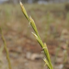 Lolium perenne at Tuggeranong DC, ACT - 2 Nov 2019 11:32 AM