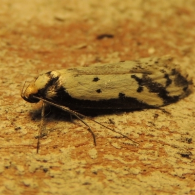 Philobota lysizona (A concealer moth) at Pollinator-friendly garden Conder - 24 Oct 2019 by michaelb