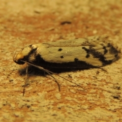 Philobota lysizona (A concealer moth) at Conder, ACT - 24 Oct 2019 by michaelb