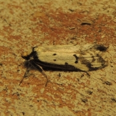 Philobota lysizona at Conder, ACT - 24 Oct 2019 11:09 PM