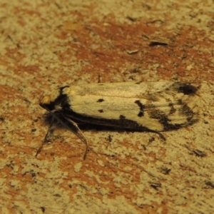 Philobota lysizona at Conder, ACT - 24 Oct 2019