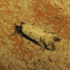 Philobota lysizona at Conder, ACT - 24 Oct 2019 11:09 PM