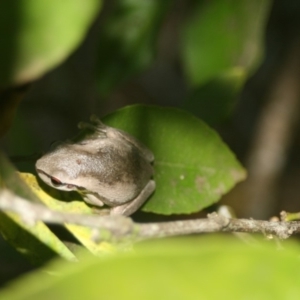 Litoria quiritatus at Quaama, NSW - 5 Feb 2009