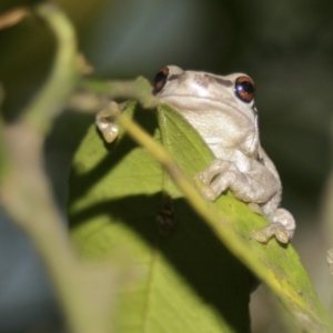 Litoria quiritatus at Quaama, NSW - 5 Feb 2009