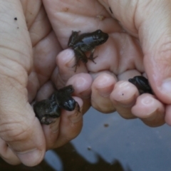 Unidentified Reptile or Frog at Quaama, NSW - 8 Jan 2011 by FionaG