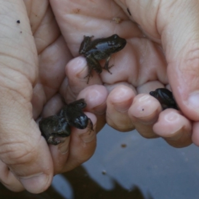 Unidentified Reptile and Frog at Quaama, NSW - 8 Jan 2011 by FionaG