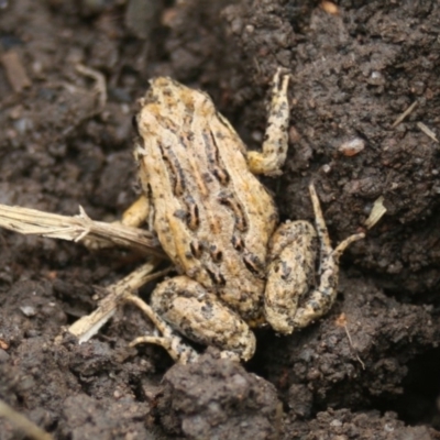 Crinia signifera (Common Eastern Froglet) at Quaama, NSW - 10 Jan 2012 by FionaG