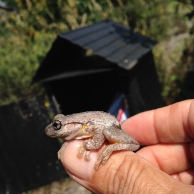 Litoria peronii (Peron's Tree Frog, Emerald Spotted Tree Frog) at Verona, NSW - 21 Dec 2014 by FionaG