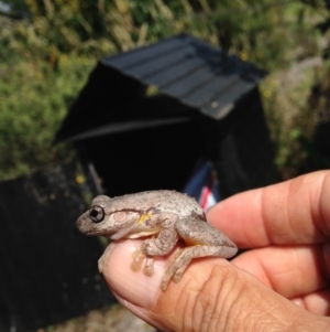 Litoria peronii at Verona, NSW - 22 Dec 2014