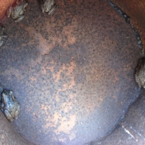 Litoria peronii at Quaama, NSW - 11 Mar 2015 10:27 AM