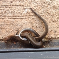 Lampropholis delicata (Delicate Skink) at Quaama, NSW - 17 Nov 2015 by FionaG