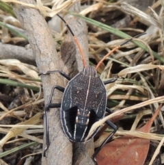 Theseus modestus (Gum tree shield bug) at Tuggeranong DC, ACT - 2 Nov 2019 by michaelb