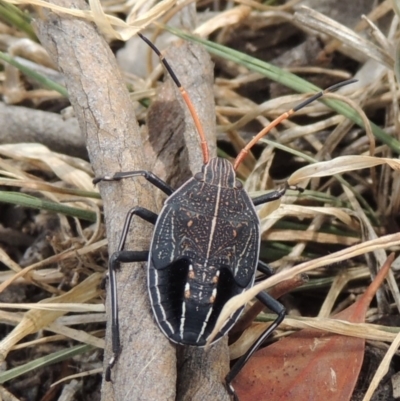 Theseus modestus (Gum tree shield bug) at Lanyon - northern section - 2 Nov 2019 by michaelb