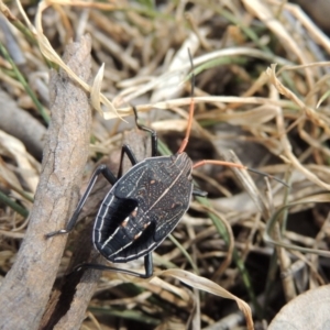 Theseus modestus at Tuggeranong DC, ACT - 2 Nov 2019 11:28 AM