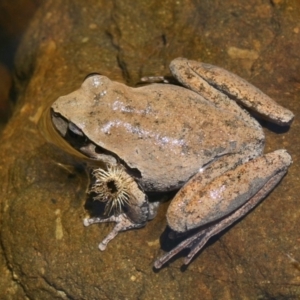 Litoria lesueuri at Murrah, NSW - 21 Dec 2014 01:49 PM