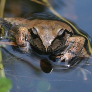 Litoria lesueuri at Murrah, NSW - 21 Dec 2014