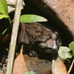 Unverified Reptile or Frog at Quaama, NSW - 1 Jan 2015 by FionaG