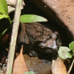 Unidentified Reptile and Frog at Biamanga National Park - 1 Jan 2015 by FionaG