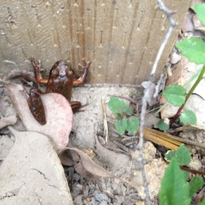 Unverified Reptile or Frog at Quaama, NSW - 24 Dec 2017 by FionaG