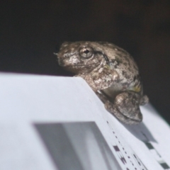 Litoria peronii (Peron's Tree Frog, Emerald Spotted Tree Frog) at Quaama, NSW - 5 Mar 2014 by FionaG