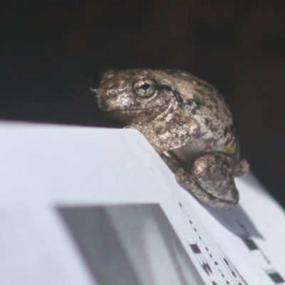 Litoria peronii (Peron's Tree Frog, Emerald Spotted Tree Frog) at Quaama, NSW - 4 Mar 2014 by FionaG