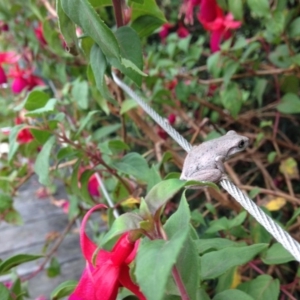 Litoria peronii at Murrah, NSW - 14 Mar 2016 09:54 AM