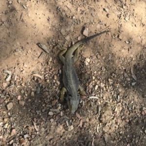 Pogona barbata at Bruce, ACT - suppressed