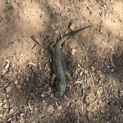 Pogona barbata (Eastern Bearded Dragon) at Bruce Ridge to Gossan Hill - 16 Nov 2019 by Willwalker