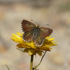 Neolucia agricola (Fringed Heath-blue) at Kambah, ACT - 16 Nov 2019 by MatthewFrawley