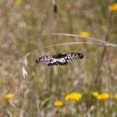 Papilio anactus (Dainty Swallowtail) at Murrumbateman Grassy Woodland - 16 Nov 2019 by jesskbarra