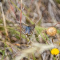 Zizina otis (Common Grass-Blue) at Murrumbateman Grassy Woodland - 16 Nov 2019 by jesskbarra
