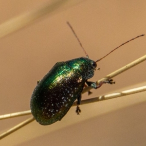 Edusella sp. (genus) at Murrumbateman, NSW - 16 Nov 2019