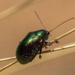 Edusella sp. (genus) (A leaf beetle) at Murrumbateman, NSW - 16 Nov 2019 by jesskbarra
