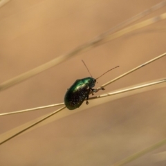 Edusella sp. (genus) at Murrumbateman, NSW - 16 Nov 2019 01:39 PM