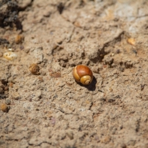 Gastropoda sp. (class) at Murrumbateman, NSW - 16 Nov 2019 01:25 PM