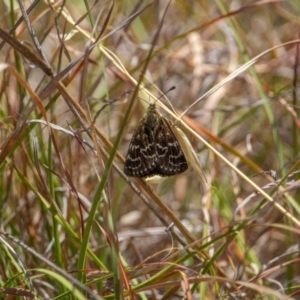 Synemon plana at Murrumbateman, NSW - 16 Nov 2019