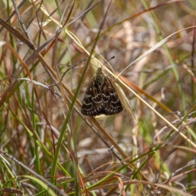 Synemon plana (Golden Sun Moth) at Murrumbateman, NSW - 16 Nov 2019 by jesskbarra