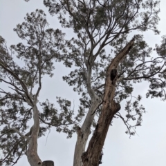 Eucalyptus melliodora (Yellow Box) at Garran, ACT - 16 Nov 2019 by JackyF