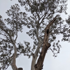 Eucalyptus melliodora at Red Hill to Yarralumla Creek - 16 Nov 2019