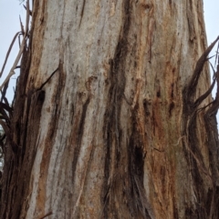 Eucalyptus melliodora at Red Hill to Yarralumla Creek - 16 Nov 2019