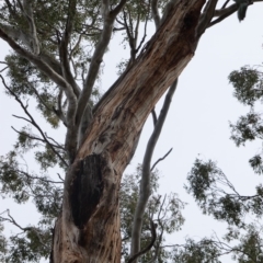 Eucalyptus melliodora at Red Hill to Yarralumla Creek - 16 Nov 2019