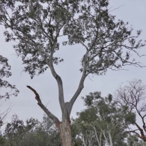 Eucalyptus melliodora at Red Hill to Yarralumla Creek - 16 Nov 2019