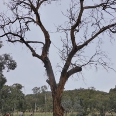 Eucalyptus sp. (dead tree) (Dead Hollow-bearing Eucalypt) at Garran, ACT - 16 Nov 2019 by JackyF