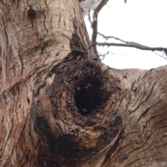 Eucalyptus sp. (dead tree) at Garran, ACT - 16 Nov 2019