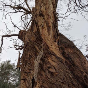 Eucalyptus sp. (dead tree) at Garran, ACT - 16 Nov 2019