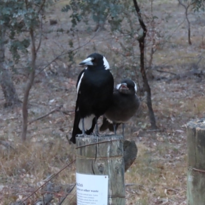 Gymnorhina tibicen (Australian Magpie) at Yarralumla, ACT - 16 Nov 2019 by AndyRoo