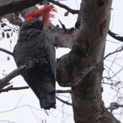 Callocephalon fimbriatum (Gang-gang Cockatoo) at Garran, ACT - 16 Nov 2019 by JackyF