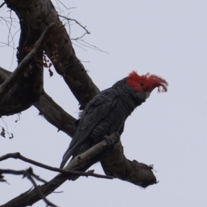 Callocephalon fimbriatum at Garran, ACT - 16 Nov 2019