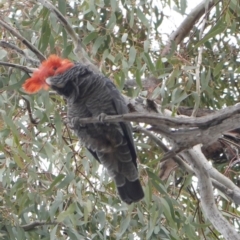 Callocephalon fimbriatum (Gang-gang Cockatoo) at Hughes, ACT - 16 Nov 2019 by JackyF